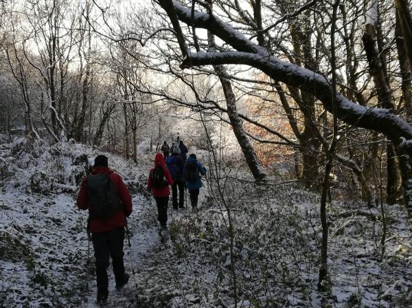 Snowy walk in the woods